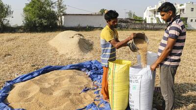 The new scheme is likely to save the beneficiaries in Punjab almost  ₹170 crore of the beneficiaries in respect of the expenses incurred for grinding wheat into flour. (PTI)