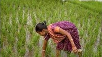 Several agriculture scientists from 33 Krishi Vidyalaya Kendras, as well as scientists from ICAR, participated in the meet. (HT PHOTO)
