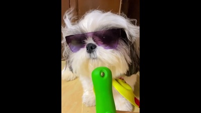 This cute Shih Tzu dog 'sings' Akshay Kumar's Lonely song from Khiladi 786.&nbsp; (Instagram/@pixiee_pooh)