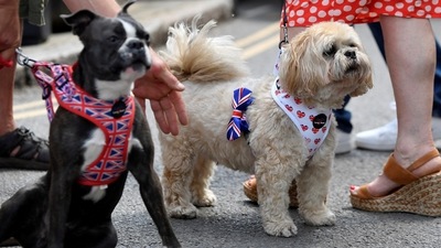 Pet dogs wearing England themed accessories in this file photo. (REUTERS)