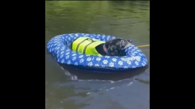 The senior dog can be seen floating on a lake. (Instagram/@honeypiethedog) The senior dog can be seen floating on a lake. (Instagram/@honeypiethedog)