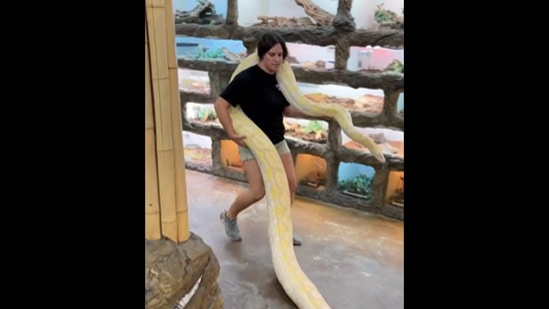 Woman carries a huge python snake all by herself, folks laud her ...