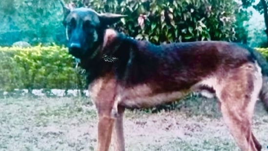 Indian Army's assault dog ‘Axel’ sacrificed his life in counter-terrorism operation in Jammu and Kashmir on July 30, 2022. (Northern Command - Indian Army/Twitter)