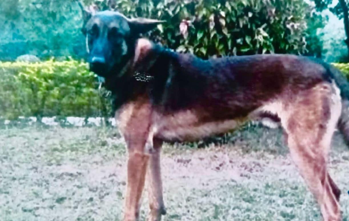 Indian Army's assault dog ‘Axel’ sacrificed his life in counter-terrorism operation in Jammu and Kashmir on July 30, 2022. (Northern Command - Indian Army/Twitter)