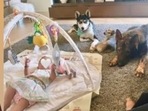 Priyanka Chopra's Sunday was spent with all her ‘babies'. Priyanka Chopra's Sunday was spent with all her ‘babies'.