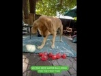 The image shows the Golden Retriever dog with red-coloured balloons. (Instagram/@dogsofinstagram) The image shows the Golden Retriever dog with red-coloured balloons. (Instagram/@dogsofinstagram)