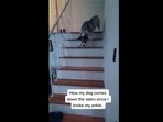 The image has been taken from the viral Instagram video that shows a dog imitating his human. (Instagram/@dogsofinstagram) The image has been taken from the viral Instagram video that shows a dog imitating his human. (Instagram/@dogsofinstagram)