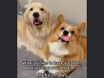 A screengrab from the Instagram video that showcases two dog siblings - a Pembroke Welsh Corgi and a Golden Retriever. A text insert on the video reads, “What's is it like to have a Golden Retriever as your brother (Ruby's POV).”(Instagram/@maui_thegoldenpup) A screengrab from the Instagram video that showcases two dog siblings - a Pembroke Welsh Corgi and a Golden Retriever. A text insert on the video reads, “What's is it like to have a Golden Retriever as your brother (Ruby's POV).”(Instagram/@maui_thegoldenpup)