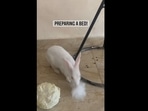 A screengrab from the viral video that shows the rabbit pulling out her fur to prepare bed for her babies. (Instagram/@bunny_zisuzara12) A screengrab from the viral video that shows the rabbit pulling out her fur to prepare bed for her babies. (Instagram/@bunny_zisuzara12)