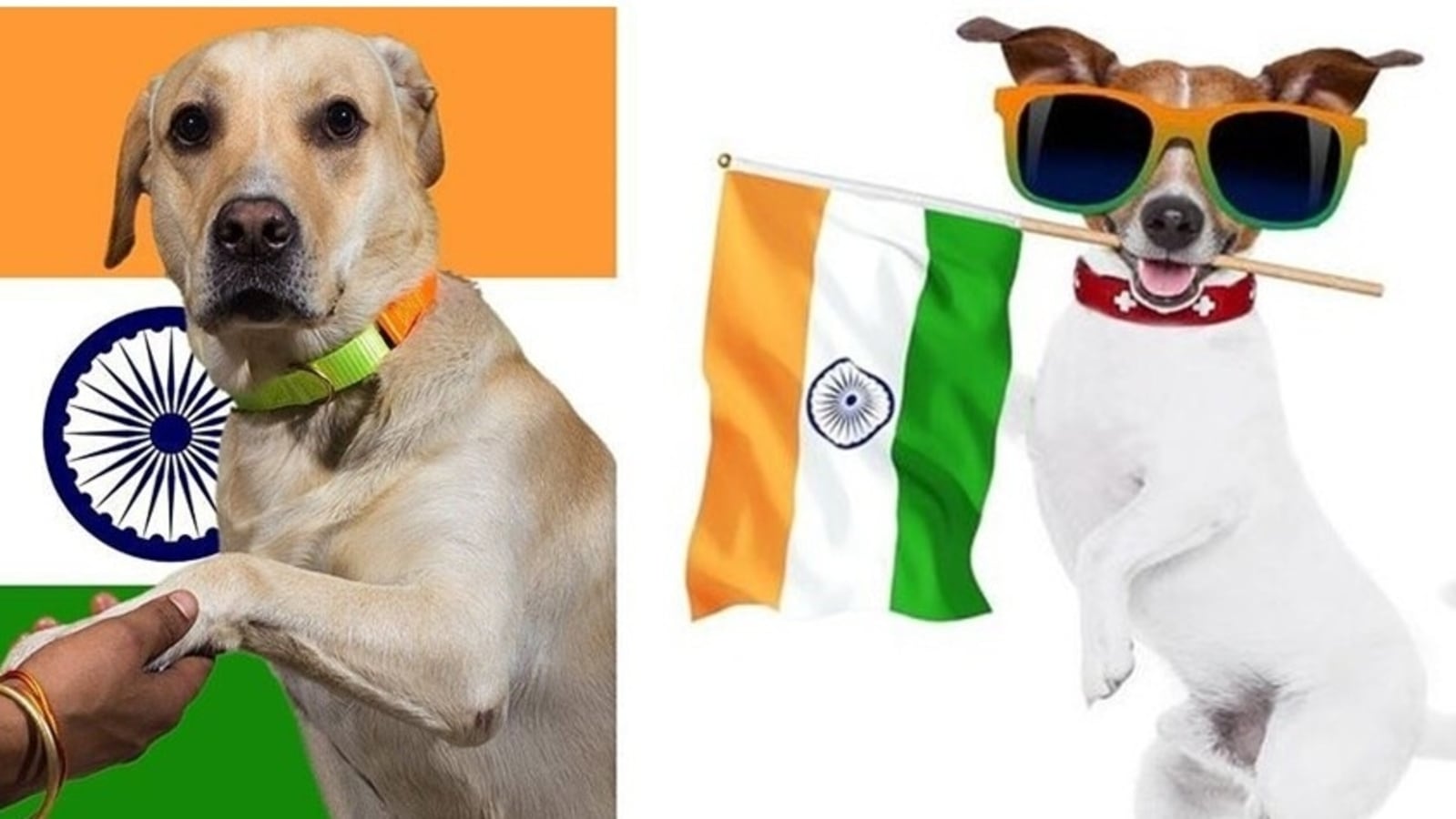 can i take my dog from usa to india