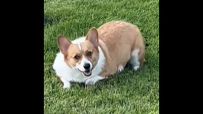 This Corgi dog gets identified as a package by the security camera.&nbsp; (Instagram/@itsbambithecorgi)