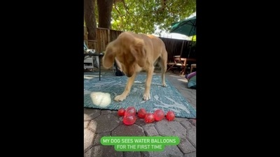 The image shows the Golden Retriever dog with red-coloured balloons. (Instagram/@dogsofinstagram) The image shows the Golden Retriever dog with red-coloured balloons. (Instagram/@dogsofinstagram)