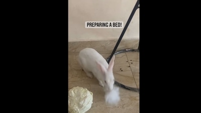 A screengrab from the viral video that shows the rabbit pulling out her fur to prepare bed for her babies. (Instagram/@bunny_zisuzara12) A screengrab from the viral video that shows the rabbit pulling out her fur to prepare bed for her babies. (Instagram/@bunny_zisuzara12)