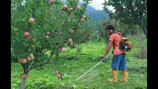 Farmers in Himachal, where apples account for 13.5% of the state gross domestic product, fear that the opening prices offered by Adani Agri Fresh Limited may impact the fruit’s prices in the local market. (Aqil Khan /Hindustan Times)