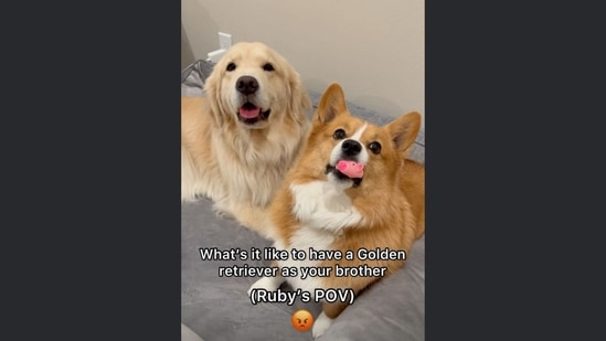 A screengrab from the Instagram video that showcases two dog siblings - a Pembroke Welsh Corgi and a Golden Retriever. A text insert on the video reads, “What's is it like to have a Golden Retriever as your brother (Ruby's POV).”(Instagram/@maui_thegoldenpup)