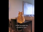 The image, taken from the viral Instagram video, shows the cat whose human gave him a new nickname.(Instagram/@gus.and.walter)