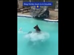 The image, taken from the Reddit video, shows the dog ‘saving’ its pet mom.