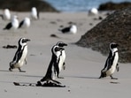 Group of African penguins walk across Seaforth Beach, near Cape Town, South Africa. (File photo)(REUTERS)
