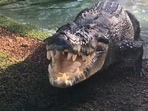 As the reptile moved from door to door, foresters surrounded him and tried to entrap him.