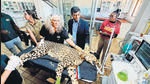 Windhoek, Aug 15 (ANI): An African Cheetah going through 1st health exam by an international team of experts at Cheetah Conservation Fund before settling in the Kuno National Park in Madhya Pradeshin, in presence of Indian High Commissioner in Namibia Prashant Agrawal, in Windhoek on Monday. (ANI Photo) (ANI) Windhoek, Aug 15 (ANI): An African Cheetah going through 1st health exam by an international team of experts at Cheetah Conservation Fund before settling in the Kuno National Park in Madhya Pradeshin, in presence of Indian High Commissioner in Namibia Prashant Agrawal, in Windhoek on Monday. (ANI Photo) (ANI)