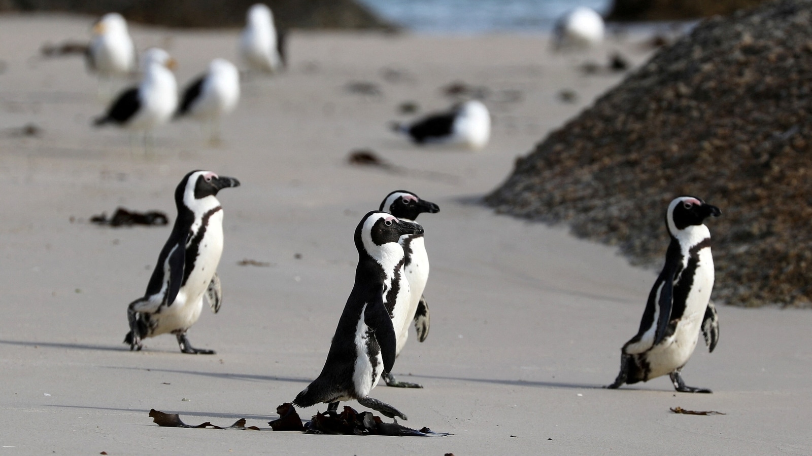 Ship refuelling in Algoa Bay endangers lives of African penguins