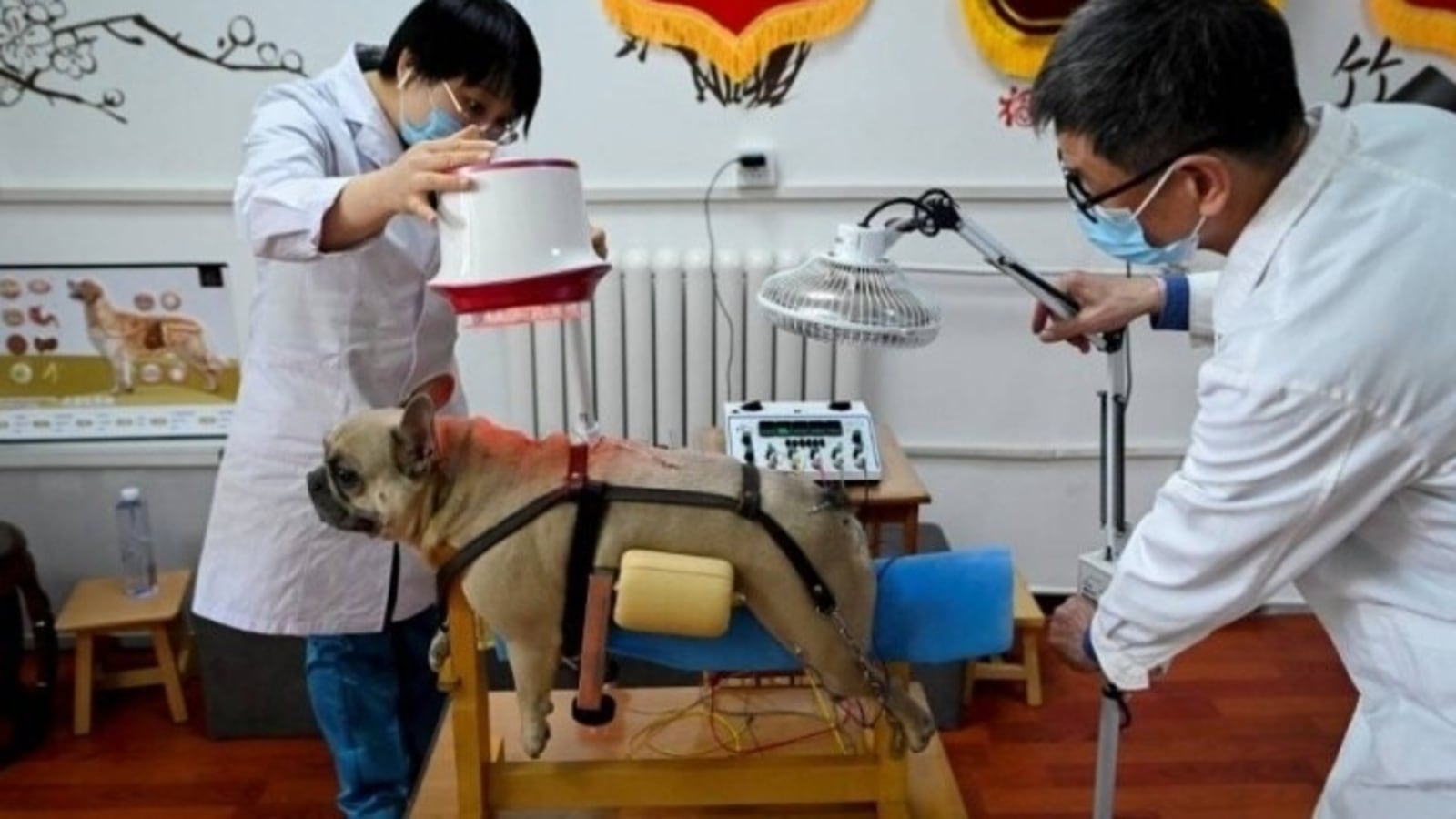 Beijing's pet lovers turn to acupuncture to treat their furry friends