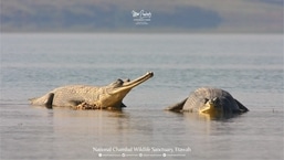 National Chambal Wildlife Sanctuary in Uttar Pradesh enjoys tri-state ecology. It fosters and raises critically endangered species like Indian Gharials and Gangetic Dolphins. National Chambal Wildlife Sanctuary in Uttar Pradesh enjoys tri-state ecology. It fosters and raises critically endangered species like Indian Gharials and Gangetic Dolphins.
