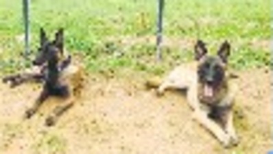 The two Belgian Malinois (pictured here) will be trained for two months. The two Belgian Malinois (pictured here) will be trained for two months.