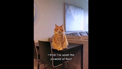 The image, taken from the viral Instagram video, shows the cat whose human gave him a new nickname. (Instagram/@gus.and.walter)