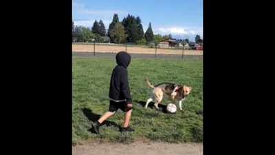The dog and the kid play with a soccer ball.&nbsp; (Reddit/@aquiran)