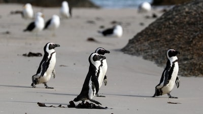 Group of African penguins walk across Seaforth Beach, near Cape Town, South Africa. (File photo) (REUTERS)