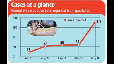 Cases of lumpy skin disease, a viral infection that affects livestock, are on the rise in Panchkula with district’s tally breaching the 500-mark to touch 558 (HT Photo) Cases of lumpy skin disease, a viral infection that affects livestock, are on the rise in Panchkula with district’s tally breaching the 500-mark to touch 558 (HT Photo)