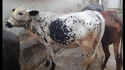 The Punjab government on Tuesday asked the Centre to immediately arrange Goat Pox vaccine in adequate quantity for over 25 lakh livestock to prevent the contagious lumpy skin disease effectively in the state. The Punjab government on Tuesday asked the Centre to immediately arrange Goat Pox vaccine in adequate quantity for over 25 lakh livestock to prevent the contagious lumpy skin disease effectively in the state.
