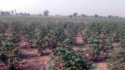 A view of a cotton crop field in Gill Patti village near Bathinda in Punjab (HT Photo/File/Sanjeev Kumar) A view of a cotton crop field in Gill Patti village near Bathinda in Punjab (HT Photo/File/Sanjeev Kumar)