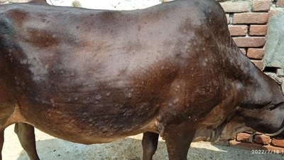 Animal affected with Lumpy Skin Disease. (HT Photo) Animal affected with Lumpy Skin Disease. (HT Photo)