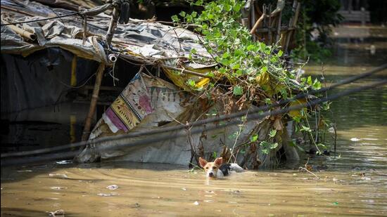 Rainfall was likely to continue in Odisha. (Hindustan Times (Representative))