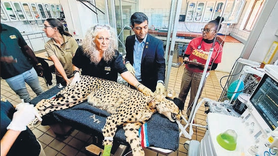 Windhoek, Aug 15 (ANI): An African Cheetah going through 1st health exam by an international team of experts at Cheetah Conservation Fund before settling in the Kuno National Park in Madhya Pradeshin, in presence of Indian High Commissioner in Namibia Prashant Agrawal, in Windhoek on Monday. (ANI Photo) (ANI)