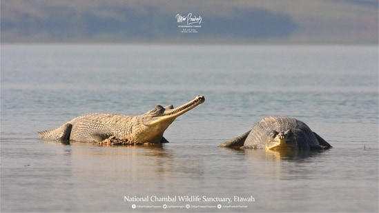 National Chambal Wildlife Sanctuary in Uttar Pradesh enjoys tri-state ecology. It fosters and raises critically endangered species like Indian Gharials and Gangetic Dolphins.(@uptourismgov/ Twitter)