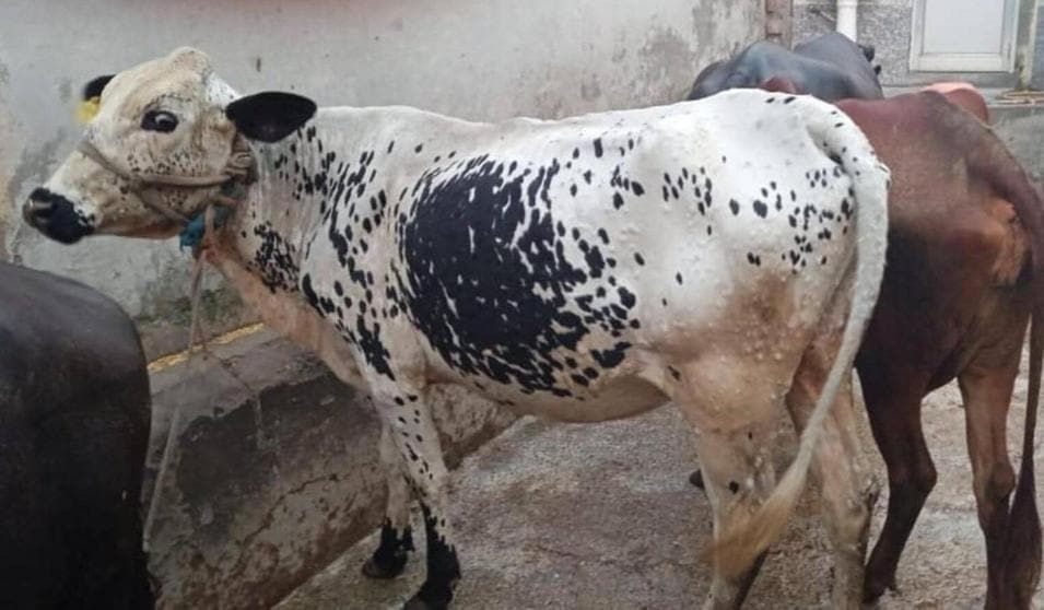 Till now, over 6,300 cattle have been infected with the disease in Jammu and Kashmir. (Representative image)