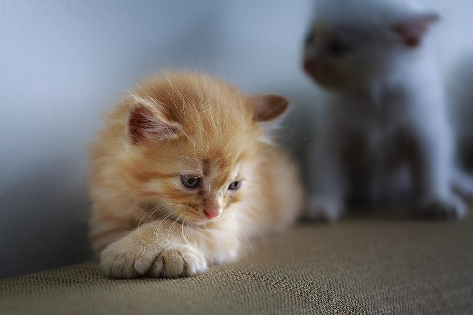 Cats are not born with an innate affinity towards humans and must be exposed to gentle, warm handling from two weeks old so they can learn we are friend rather than foe. (Pixabay) Cats are not born with an innate affinity towards humans and must be exposed to gentle, warm handling from two weeks old so they can learn we are friend rather than foe. (Pixabay)