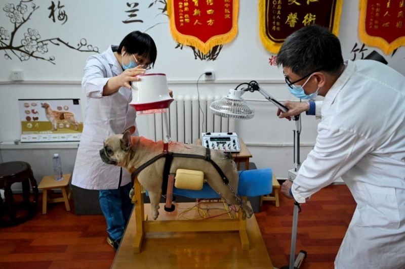 In one Beijing practice, pets of all shapes and sizes come for treatments. (AFP)