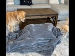 The image, taken from the Instagram video, shows two Golden Retriever dogs, Emma and Ellie, playing hide-and-seek with their pet dad. (Instagram/@elliegoldenlife) The image, taken from the Instagram video, shows two Golden Retriever dogs, Emma and Ellie, playing hide-and-seek with their pet dad. (Instagram/@elliegoldenlife)