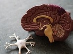 How brain gathers threat cues, turns them into fear: Study(Unsplash) How brain gathers threat cues, turns them into fear: Study(Unsplash)