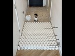 The image from the viral video shows two cats named Mia and Jerrie and several rows of paper glasses. (Instagram/@mmeowmmia) The image from the viral video shows two cats named Mia and Jerrie and several rows of paper glasses. (Instagram/@mmeowmmia)