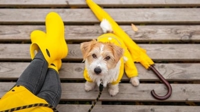 Monkeypox can spread to pet dogs, doctors report