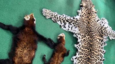 One leopard skin, two red panda skins were seized in north Bengal by forest department. (HT photo) One leopard skin, two red panda skins were seized in north Bengal by forest department. (HT photo)