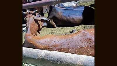 34 buffaloes infected with lumpy skin disease in Haryana (HT File)