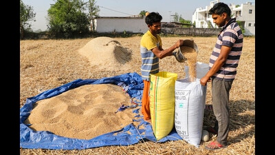 The 2021-22 estimate is 4.98 million tonnes more than 2020-21, and 25 million tonnes higher than the previous five-year average production (PTI)