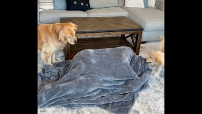 The image, taken from the Instagram video, shows two Golden Retriever dogs, Emma and Ellie, playing hide-and-seek with their pet dad. (Instagram/@elliegoldenlife) The image, taken from the Instagram video, shows two Golden Retriever dogs, Emma and Ellie, playing hide-and-seek with their pet dad. (Instagram/@elliegoldenlife)