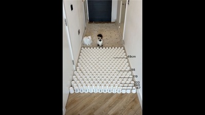 The image from the viral video shows two cats named Mia and Jerrie and several rows of paper glasses. (Instagram/@mmeowmmia) The image from the viral video shows two cats named Mia and Jerrie and several rows of paper glasses. (Instagram/@mmeowmmia)